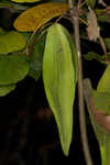 Angularfruit milkvine